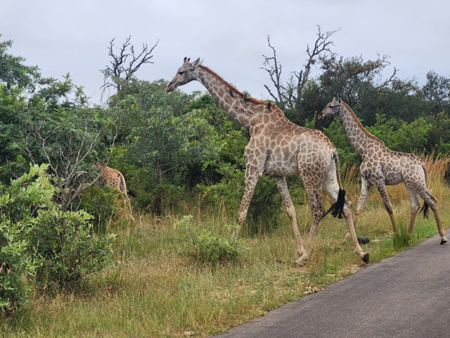 safari