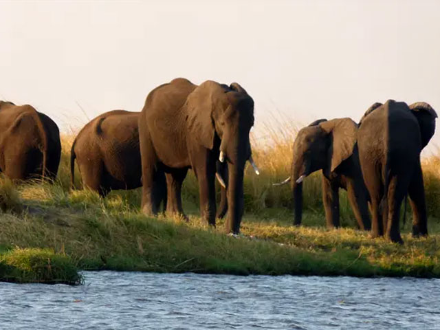 safari-chobe